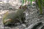 Mother Agouti with offspring