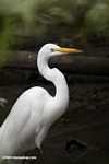 Great egret (Casmendius albus)