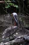 Brown pelican (Pelicanus occidentalis) [local name in Belize: Pelicano]