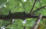 Common green iguana (Iguana iguana) in the rainforest canopy