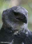 Harpy eagle [belize_0154]