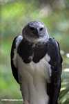 Harpy eagle [belize_0163]