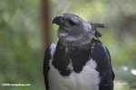 Harpy eagle [belize_0172]