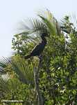 Neotropical cormorant (Phalacrocorax olivaceus)