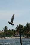 Brown pelican (Pelicanus occidentalis) taking flight