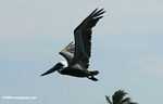 Brown pelican (Pelicanus occidentalis) in flight [belize_0256a]