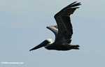 Brown pelican (Pelicanus occidentalis) in flight