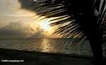 Sunrise and a palm tree at Blackbird Caye beach