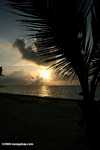 Sunrise and a palm tree at Blackbird Caye beach [belize_0291]