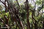 Gumbo limbo 'Tourist tree' (Bursera simaruba)