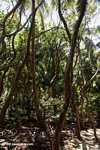 Gumbo limbo 'Tourist trees' used for treating rashes and sunburn