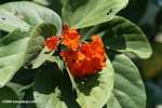 Orange-flowers of the Ziricote tree