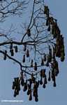 Nests of the Montezuma Oropendola (Psarocolius montezuma) hanging in a tree