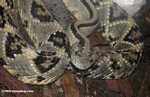 Tropical rattlesnake (Crotalus durissus) or cascabel [belize_6617]