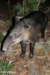 Baird's Tapir (Tapirus bairdii) [belize_6635]