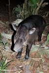 Baird's Tapir (Tapirus bairdii) [belize_6636]