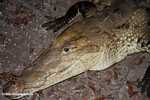 American crocodile (Crocodylus acutus) [Local name = Aligata or Cocodrilo] [belize_6650]
