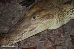American crocodile [Local Belizean name = Aligata or Cocodrilo]