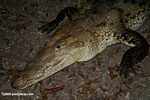 American crocodile (Crocodylus acutus) [Local name = Aligata or Cocodrilo]