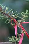 Flowers of a bromeliad