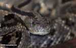 Tropical rattlesnake (Crotalus durissus) or cascabel [belize_6917]