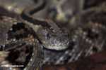 Tropical rattlesnake (Crotalus durissus) or cascabel
