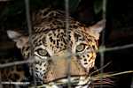 Caged jaguar [belize_6958]