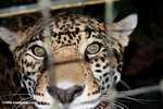Caged jaguar [belize_6960]