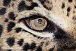 Jaguar eye [belize_6969]