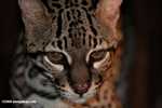 Ocelot (Leopardus pardalis) [belize_6982]