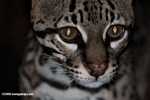 Ocelot (Leopardus pardalis) [belize_6989]