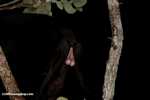 Howler monkey revealing its testicles