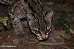 Margay (Leopardus wiedii) [belize_7057]