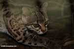 Margay (Leopardus wiedii) [belize_7063]