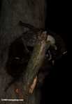 Coati in a tree