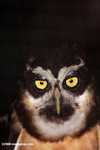 Spectacled Owl (Pulsatrix perspicillata)