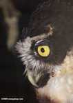 Spectacled Owl (Pulsatrix perspicillata) [belize_7112a]