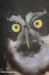 Spectacled Owl (Pulsatrix perspicillata) [belize_7113]