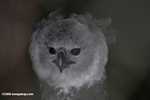 Harpy eagle [belize_7142]