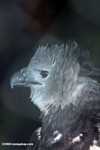 Harpy eagle [belize_7143]