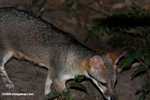 Gray fox (Urocyon cinerea argentieus) [local name: Zorro] [belize_7150]