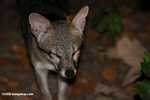 Gray fox (Urocyon cinerea argentieus) [local name: Zorro] [belize_7152]