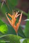 Light orange heliconia