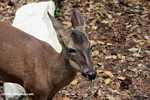 White tail deer (Odocoileus virginianus) [local name: Venado]