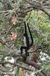 Geoffroy's Spider Monkey, Ateles geoffroyi