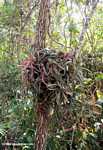 Unknown epiphyte