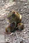 Mother agouti with babies