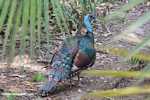 Ocellated Turkey (Meleagris ocellata) [belize_7292A]