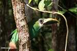 Emerald toucanet (Aulacorhynchus prasinus) [belize_7305]