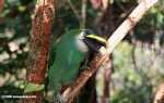 Emerald toucanet (Aulacorhynchus prasinus) [belize_7314]